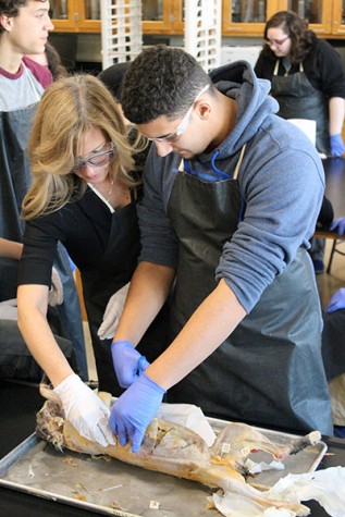 OLCHS teacher, Ms. Kennamer, leads students, Laith Thnaibat, through feline dissection. 