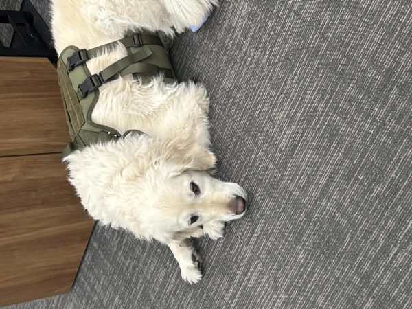 Luigi taking a nap in the student services office.